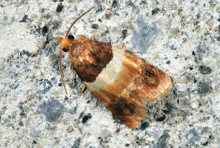 Tortricidae 44� - Epinotia festivana